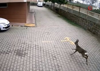 Artvin’de sokak köpekleri karacayı kovaladı