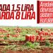 Hataylı çiftçilerin isyanı: Soğan tarlada 1 buçuk lira