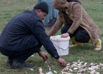 Malatya’da depremzedeler, sel sonrası karaya vuran balıkları kurtarmak için seferber oldu