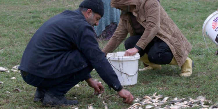 Malatya’da depremzedeler, sel sonrası karaya vuran balıkları kurtarmak için seferber oldu