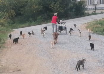 Rus gelin, Antalya’da 250 kediyi sahiplendi