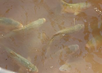 Selden sonra Balıklıgöl’ün son hali