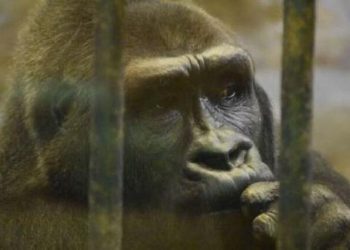 Tayland’da kafeste tek başına yaşayan goril için imza kampanyası