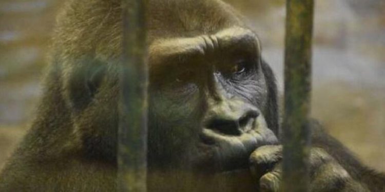 Tayland’da kafeste tek başına yaşayan goril için imza kampanyası