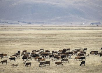 Türkiye’deki hayvancılık sayıca AB’yi geçti