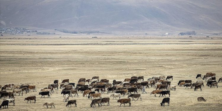 Türkiye’deki hayvancılık sayıca AB’yi geçti