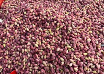 Bahçelerde bekçiler koruyor! Gaziantep’te ‘yeşil altın’ Antep fıstığı tezgaha inmeye başladı