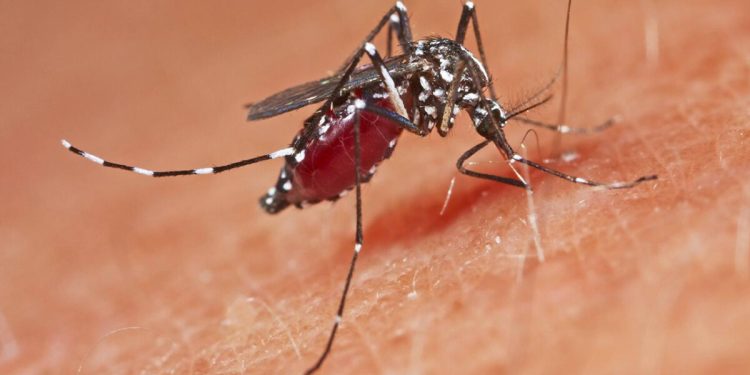 Yunanistan’da Batı Nil Virüsü vakaları artıyor