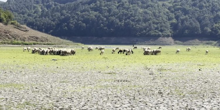 İstanbul’da Alibey Deresi’ne bağlanan göl kurudu