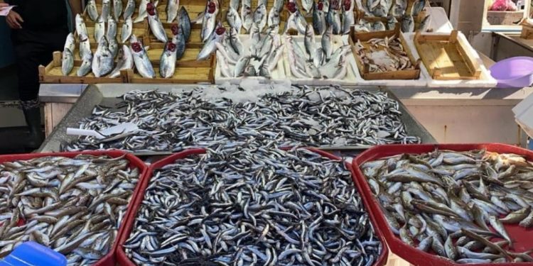 Zonguldak’ta hamsiler balık tezgahlarını süslüyor