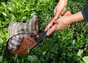 Çayın ihracatı 9 ayda yüzde 23 arttı