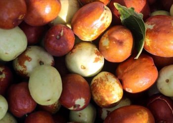 Aç karnına 2-3 tane hünnap yiyin, olanlara bakın…