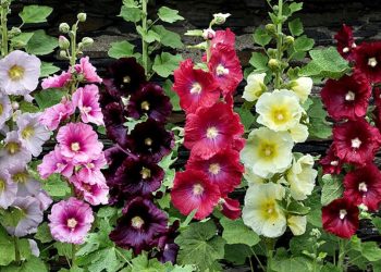 Ticaretini yapan köşeyi döndü! Gören tohumunu topluyor…