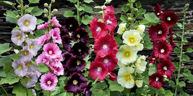 Ticaretini yapan köşeyi döndü! Gören tohumunu topluyor…