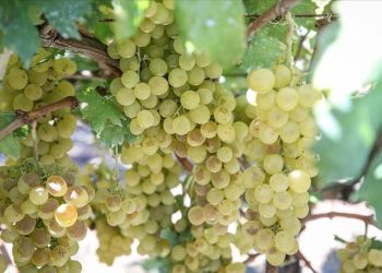 Üzüm çekirdeklerini yutun, bu hastalıkları unutun…